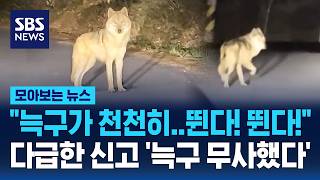 늑구가 천천히..뛴다! 뛴다!..다급한 신고 '늑구 무사했다' / SBS / 모아보는 뉴스