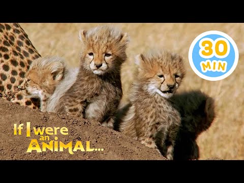 If I were a Cheetah... | Chicky's Playhouse | Kids Cartoons Collection