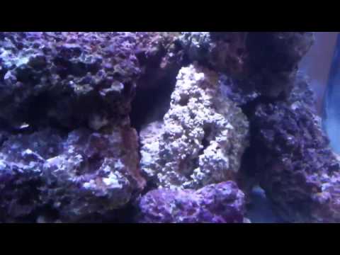 Fastest Way To Grow Coraline Algea In Salt Water Tank 70
