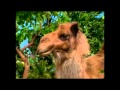Nickelodeon Image Spot For Wild Thornberrys