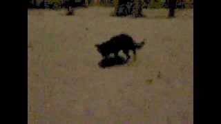 preview picture of video 'My german shepherd dog attacks fox in city park, Narva, Estonia'