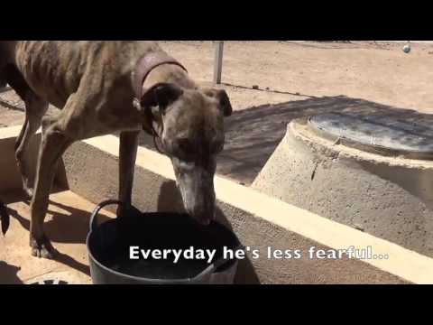 Troy an abused galgo  makes small steps in the right direction.