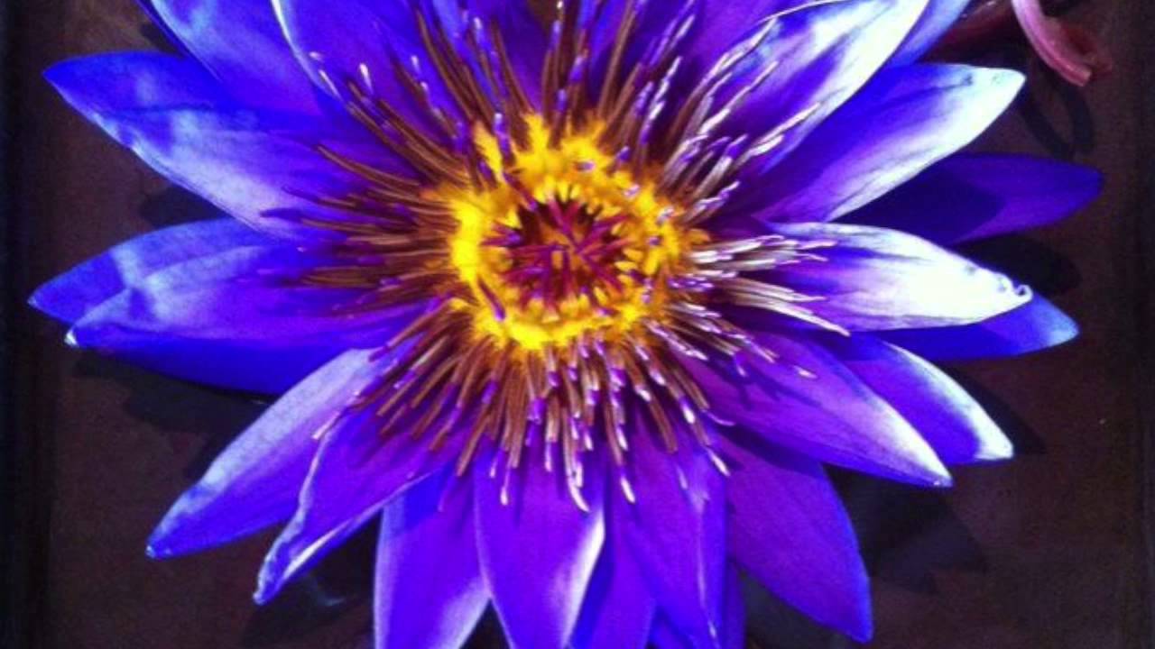 Promotional video thumbnail 3 for Love and desire flute music