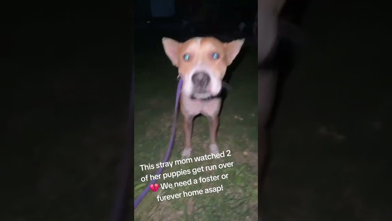Chrissy, a Adoptable mixed breed in Tomball, TX video 6/6