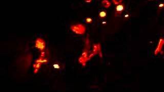 tiger lou - the loyal