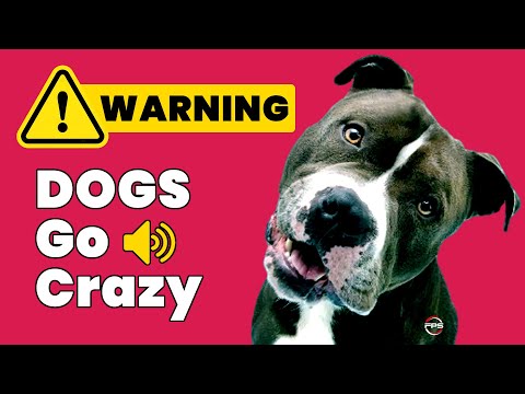 Warning: Sounds that make Dogs Go CRAZY!🐶