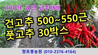 2019년 건고추 재배 총수익이 얼마나 될까?