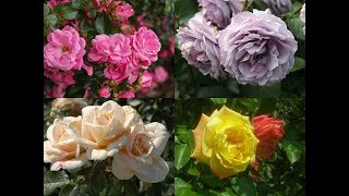 Amazing and Most Beautiful ADR Roses