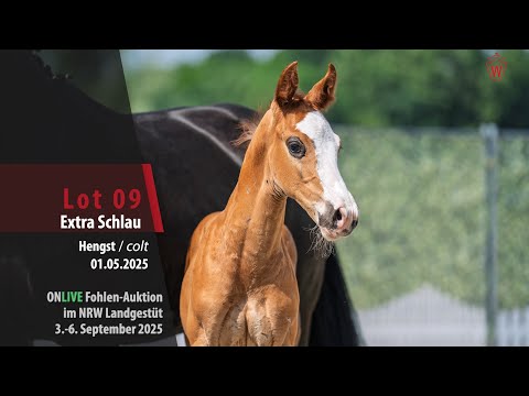 ONLIVE Fohlen-Auktion i. LG NRW Lot 09 Extra Schlau Hengst v. Emiliano - Dancier