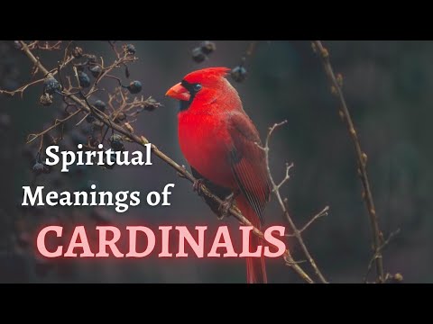 🐦🐦Seeing CARDINALS Around You?  Learn About the Spiritual Meanings and Symbolisms of CARDINALS