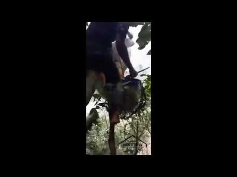 Wild Forest Honey | Philippine Bee Hunters | Simon's Raw Honey 100% Natural & Pure Honey