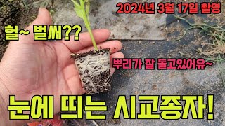 2024년 고추모종, 눈에 띄는 시교종자 소개합니다!! 고추 농사 잘 짓는 법!!