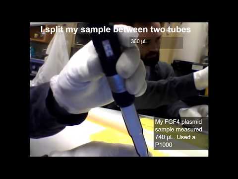 The Phenol/Chloroform extraction of FGF4 plasmid (re-upload with saved annotations)
