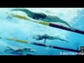 Dressel 50 Free Underwater Technique