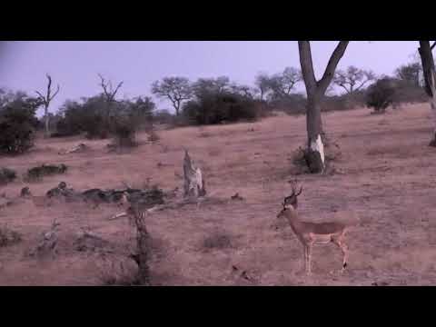 Djuma: Is that a leopard quietly trying to walk in on the road unnnoticed? - 17:35 - 07/30/18