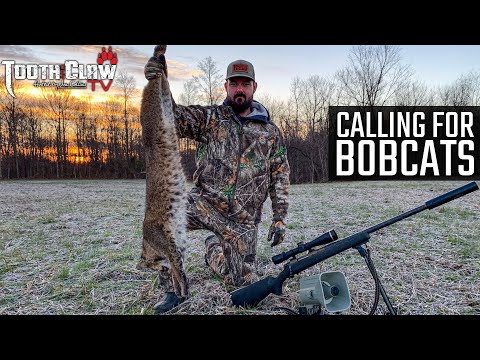 Calling For Bobcats - Bobcat Hunting