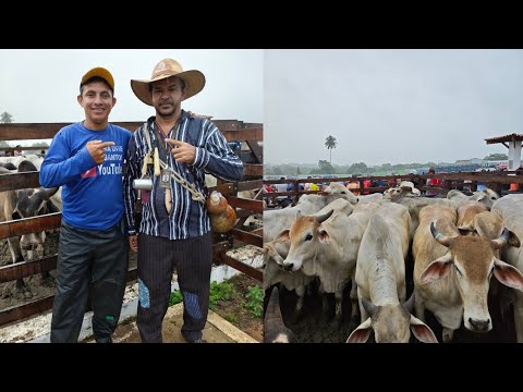 Com o Prof, Salgadinho na Feira do Gado, Toritama, Pernambuco | 10 de junho de 2026