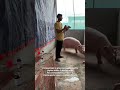 Indianpigfarming Pigfarm Meerut Meerutpigfarm Pigfarmingindia Piggery Piglet Pig