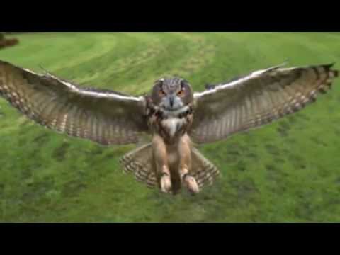 Koala   Imagine Song Filatov & Karas Remix