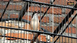 Download lagu masteran cendet petir cocok untuk masteran mp3