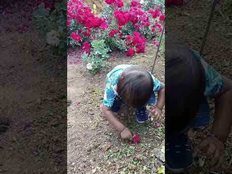 rose 🌹 baby 👶 #song #hindisong #music #love #hindi #comment #cutebaby #mamma #lovesong #cute #funny