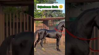 Download lagu Kejantanan kuda #animals #kuda #shorts #short #hewanhewan mp3