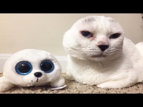 Cat Identical Twins With Cuddly Seal