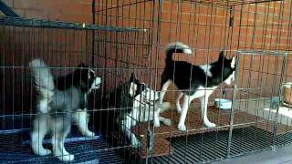 preview picture of video 'Huskies' Family.mp4'