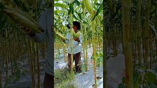 Download lagu solution for those who want to plant sweet corn and chilies mp3