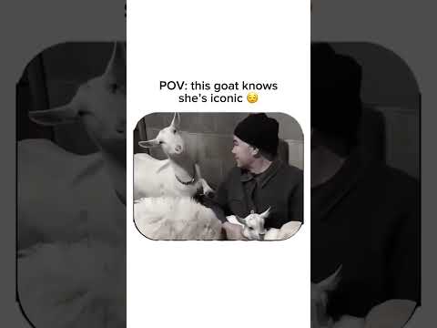 Follow for music, memes & unexpected fun! 🎹 #funnyanimals #cuteanimals #viralvideo