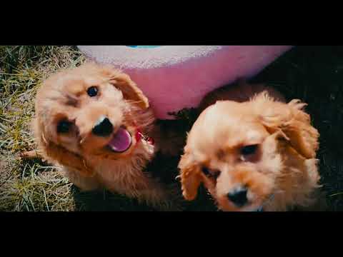 Cavapoo Welpe kaufen