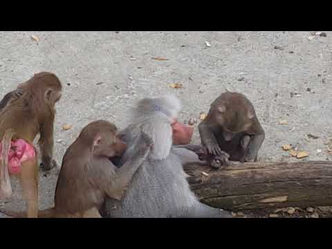 Tierpark Haag 12.04.18