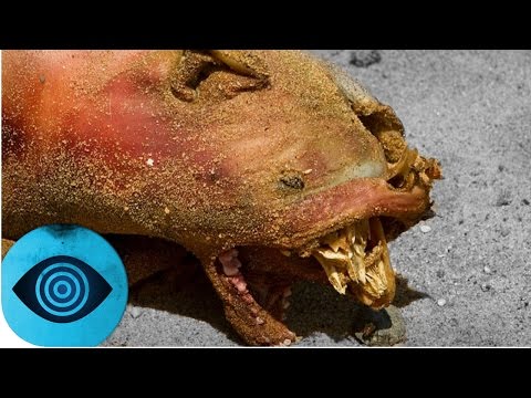 Das Geheimnis von Plum Island