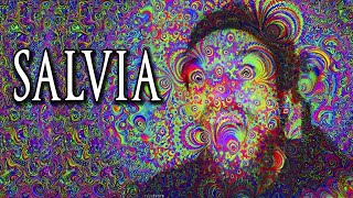 Salvia Divinorum: The Plant that Shouldnt Exist 