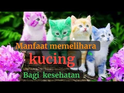 Manfaat memelihara  kucing  untuk kesehatan
