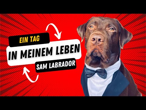 EIN TAG im LEBEN eines LABRADORS | Sam Labrador