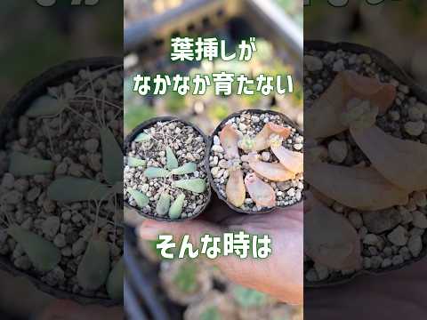 メキシコの雪だるま式の花を持つ多肉植物