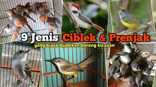 Download lagu 9 Types of Ciblek and Prenjak Birds that are Usually Used as Singing Birds ‼️ mp3 Download lagu 9 Types of Ciblek and Prenjak Birds that are Usually Used as Singing Birds ‼️ mp3