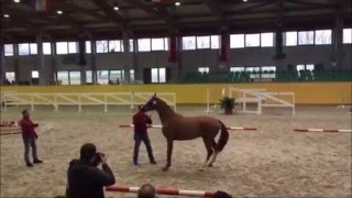 Video of Quantum of Solace B