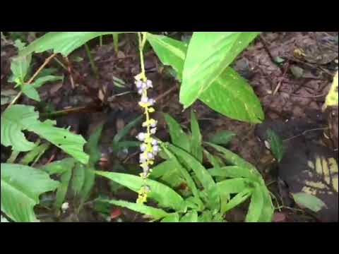 Turner’s Hall Wood - Barbados