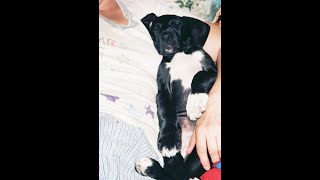 Van Halen Tribute to Eddie &amp; QD (Take 2) "Beautiful Girl"