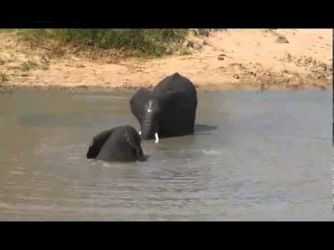 Djuma .. two elephants sparring/playing  01/25/15