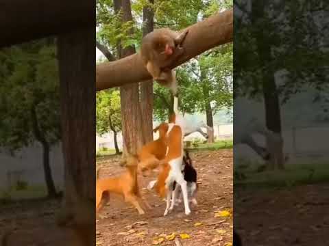 #new #kuwait #dog #monkey #funnyvideo #shorts