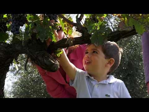Una giornata con Fattoria di Fiorano