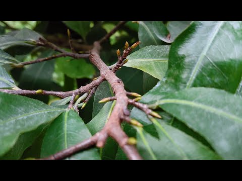 Tiếp tục tưới phân làm nụ cho cây mai