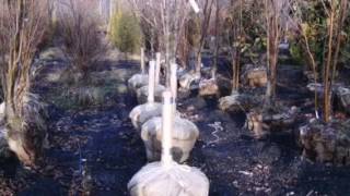 Blue spruce for sale near allentown craigslist