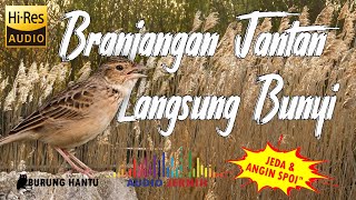 Download lagu Jika Branjangan Anda Jantan Pasti Ikut Bunyi, Pancingan Branjangan Parva Ngriwik mp3
