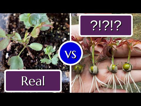 The Real Trick to Grow Roses from Seed