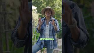 Where to Plant Your Vegetables: Finding the Perfect Spot