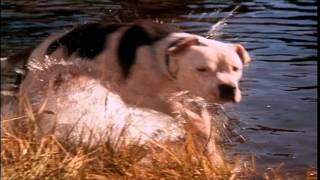 Homeward Bound: The Incredible Journey (1993) - Theatrical Trailer